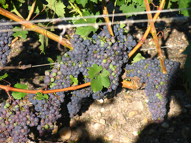 Bordeaux Wine Grapes
