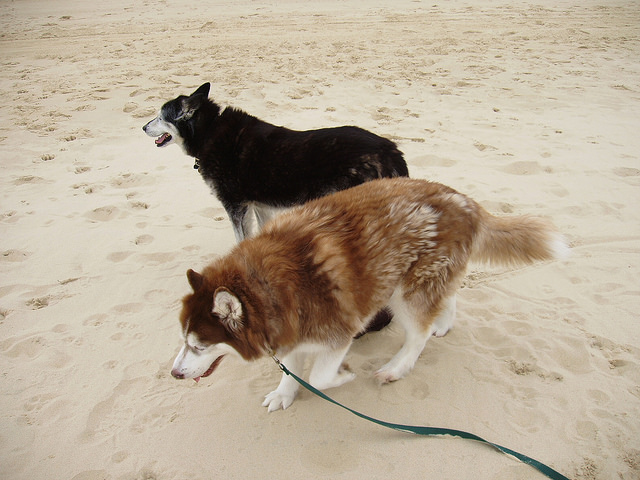 Biarritz Beach Dog