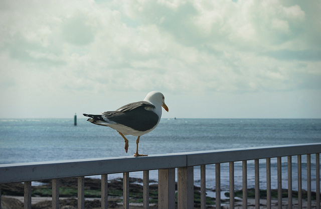 Bird at Quiberon Beach