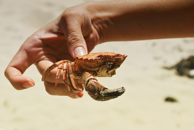 Crab At Quiberon Beach