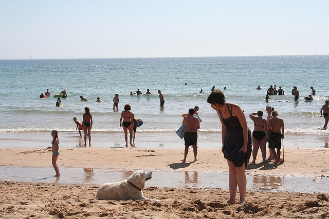 Dog at Quiberon Beach