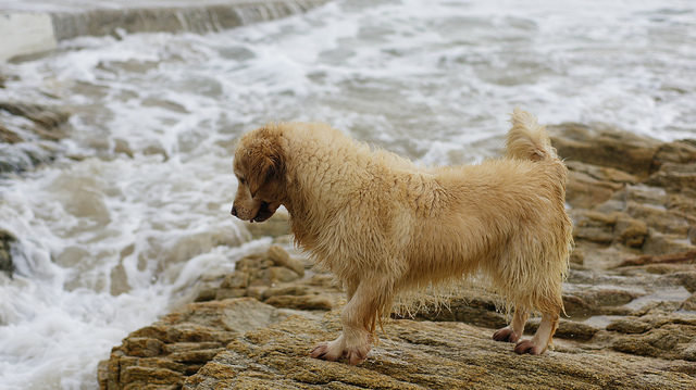 Dog At Quiberon Beach