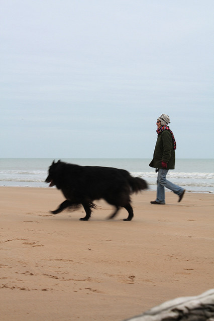 Dog at Omaha beach